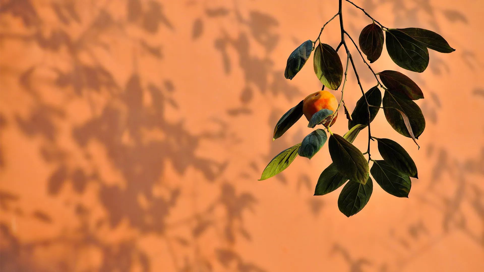 金风一染芳华，开遍了福熹安康