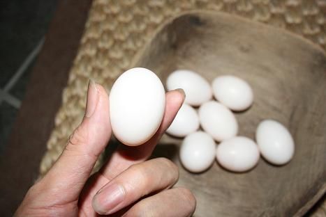 鸽子怎样连续产蛋（鸽子蛋多少钱一个）