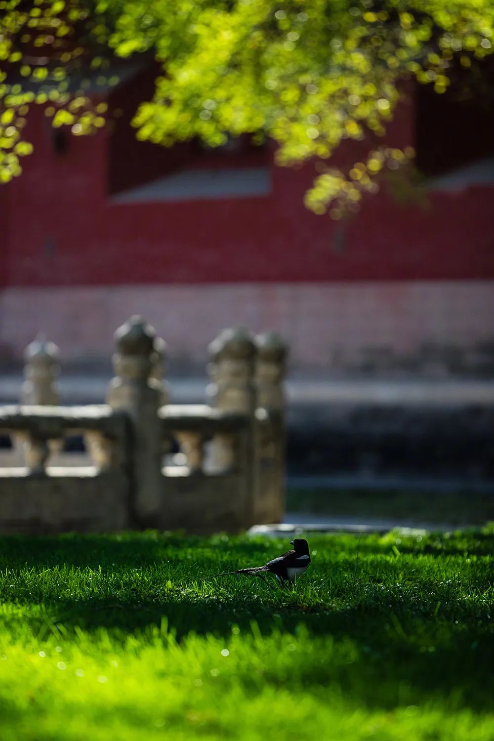 金风一染芳华，开遍了福熹安康