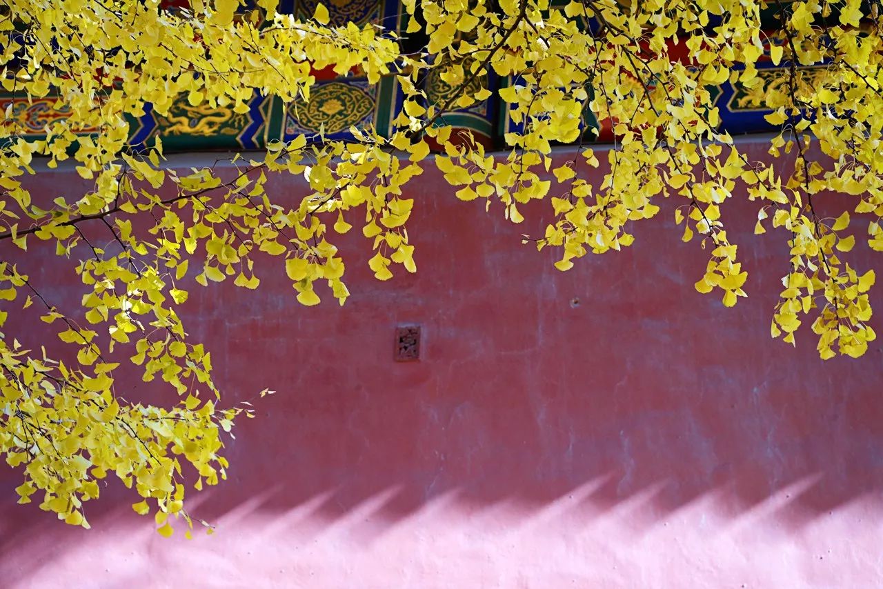 金风一染芳华，开遍了福熹安康