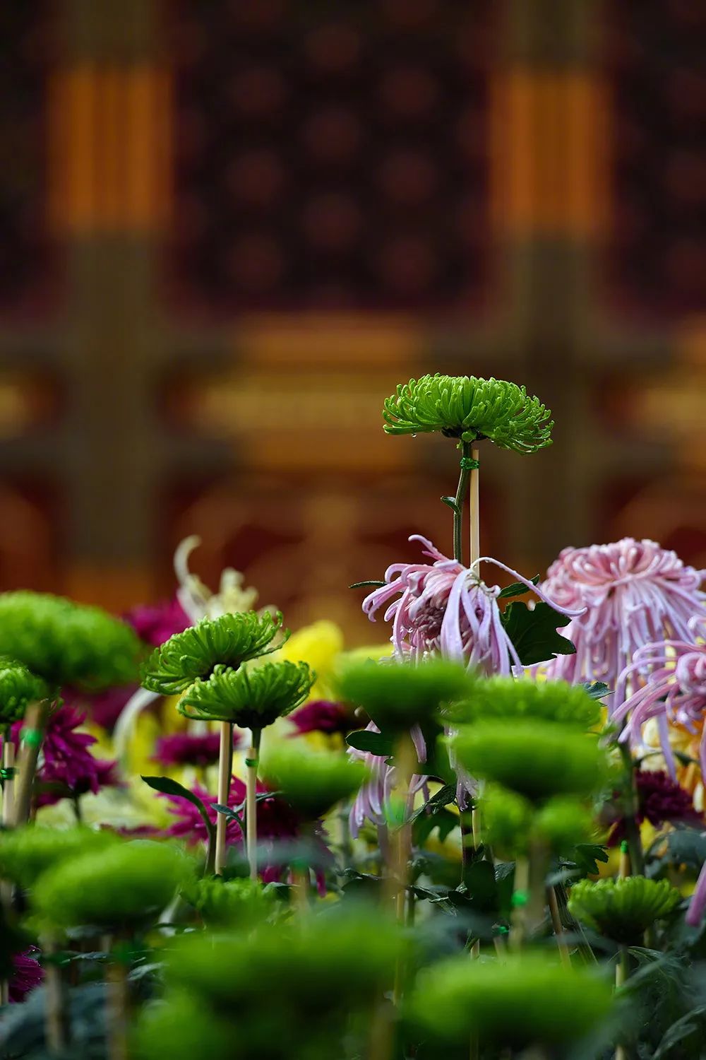 金风一染芳华，开遍了福熹安康