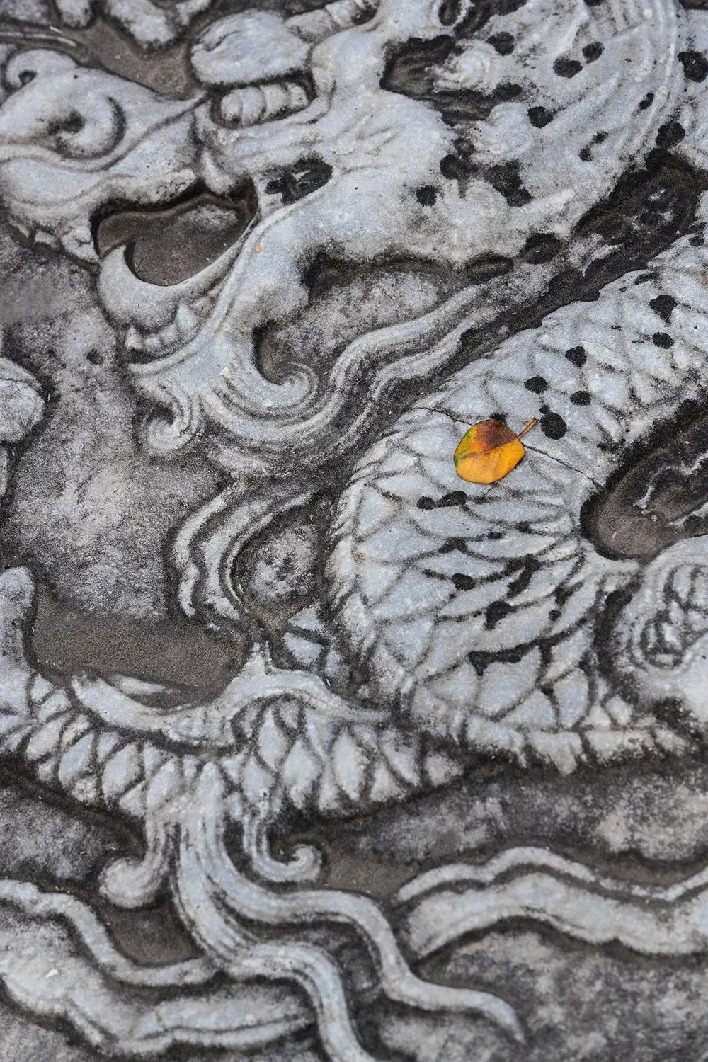 金风一染芳华，开遍了福熹安康