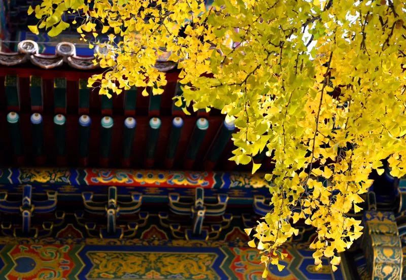 金风一染芳华，开遍了福熹安康