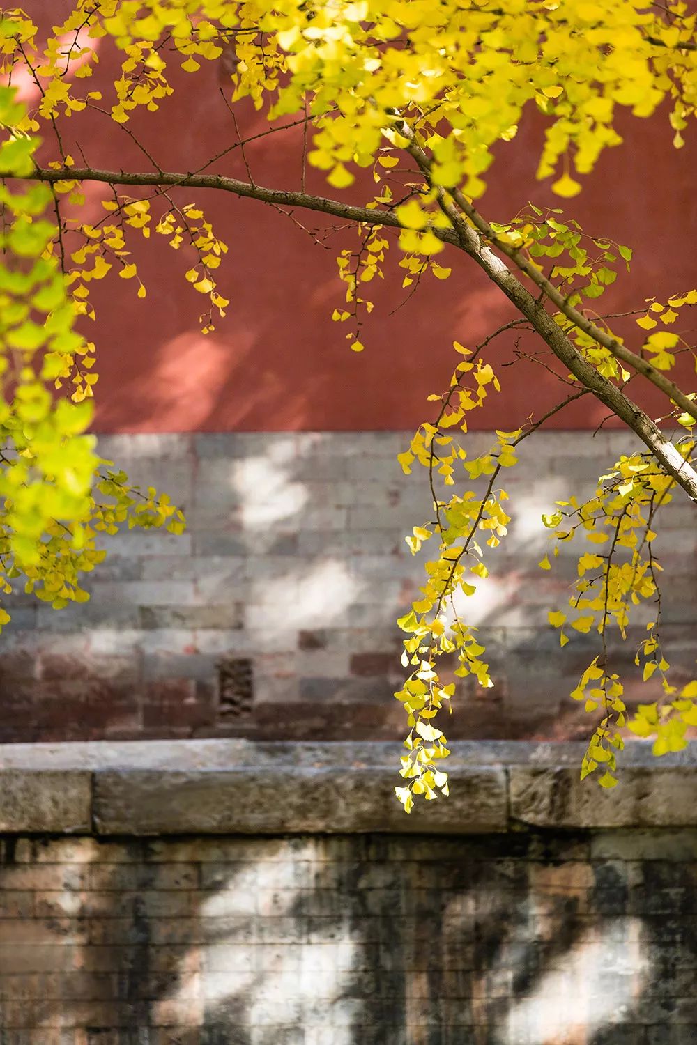 金风一染芳华，开遍了福熹安康