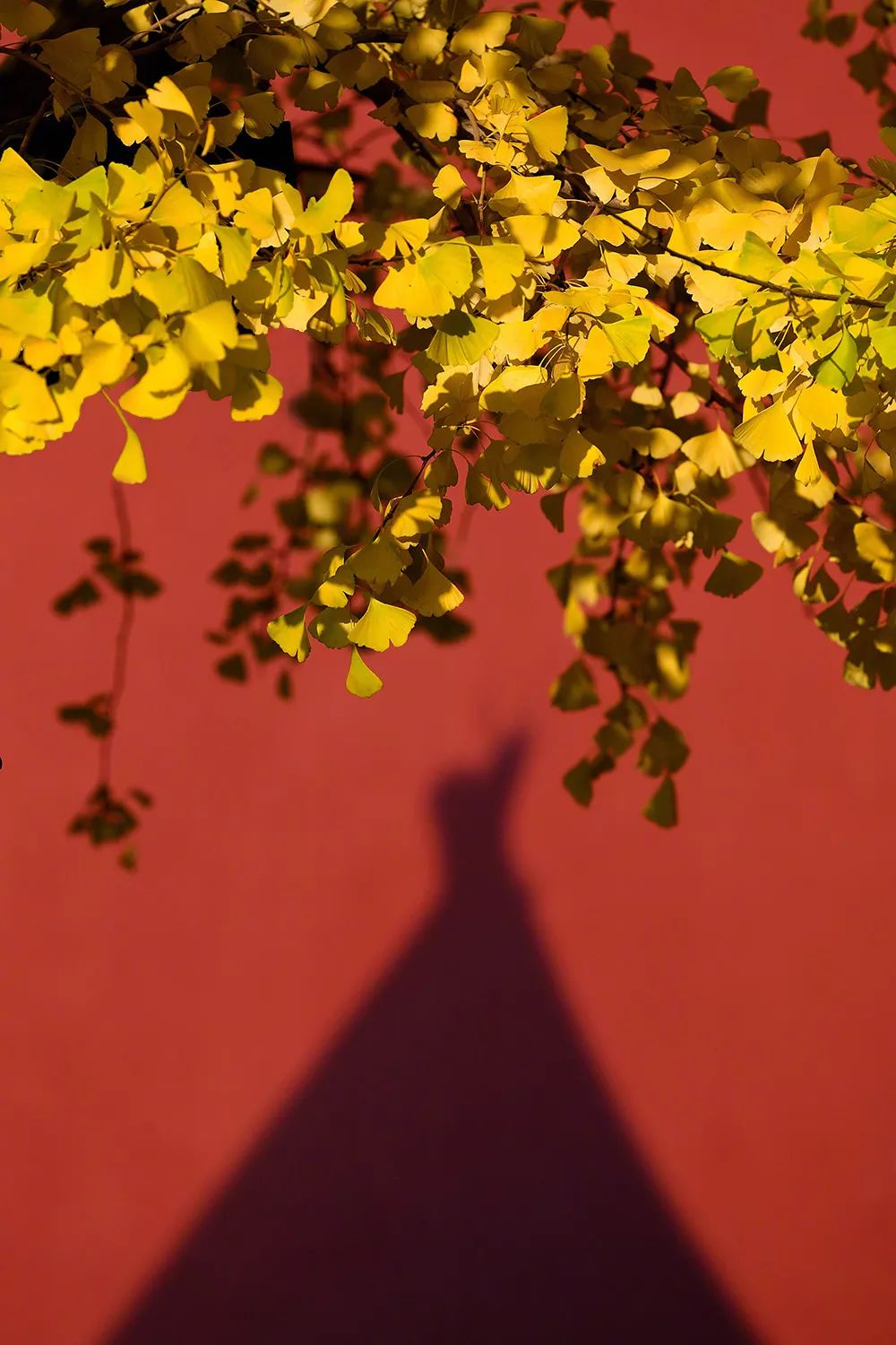 金风一染芳华，开遍了福熹安康