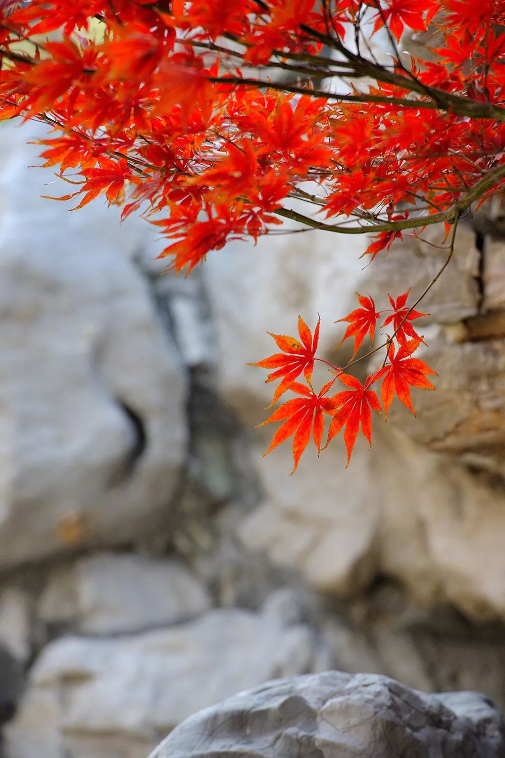 金风一染芳华，开遍了福熹安康