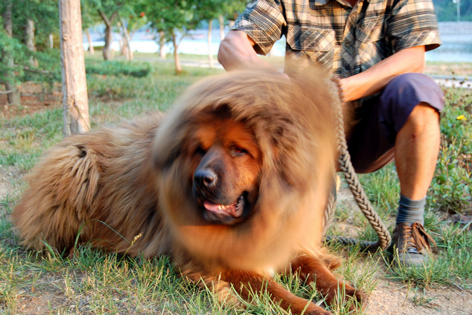 藏獒袖珍犬图片