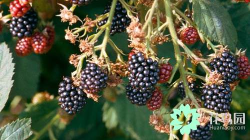 黑莓的种植技巧