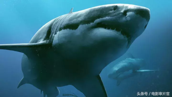 ﻿鲨鱼的电影剧情「解说」
