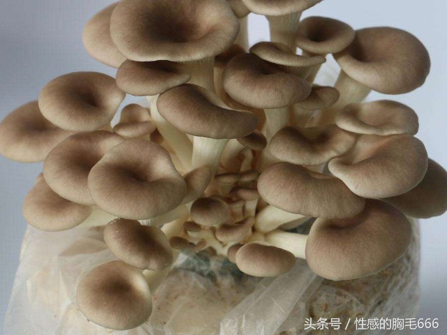 白蘑菇的功效与作用(10个菌类品种介绍及营养价值)