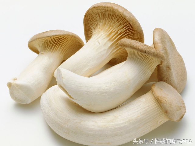 白蘑菇的功效与作用(10个菌类品种介绍及营养价值)