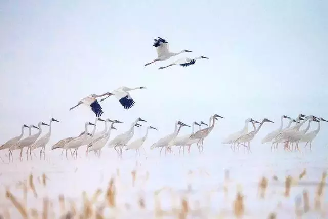 等雪落，看鹤舞