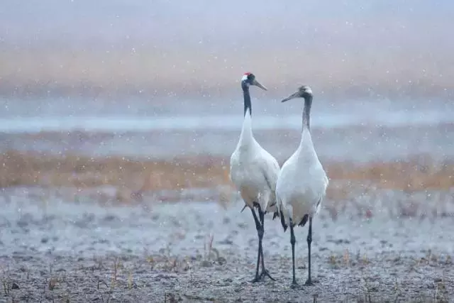 等雪落，看鹤舞