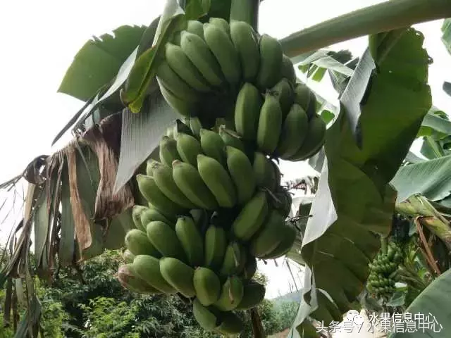 香蕉的产地,香蕉的产地主要在哪里