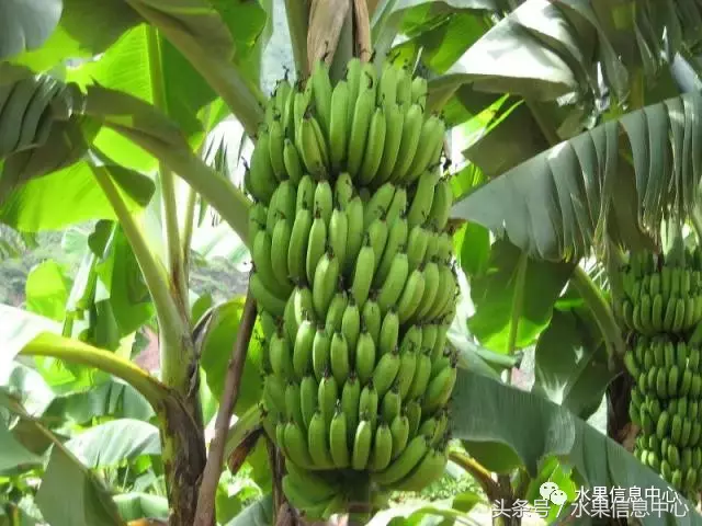 香蕉的产地,香蕉的产地主要在哪里