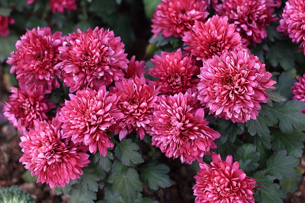 每日花语 12月13日紫色菊花 同日之星尤勇 陈翔 图 12月13日花祝福 12月13日出生的朋友们生日快乐 12月13日出生的名人 12月13日重大事件 天天看点