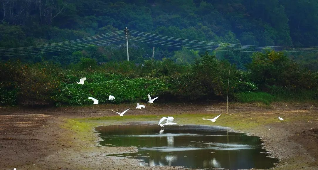 元旦中山珠海周边游，淇澳岛自由行攻略，日出日落，红树林白石街