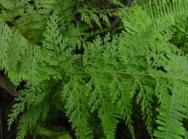 乌韭功效与作用-我的快乐小窝