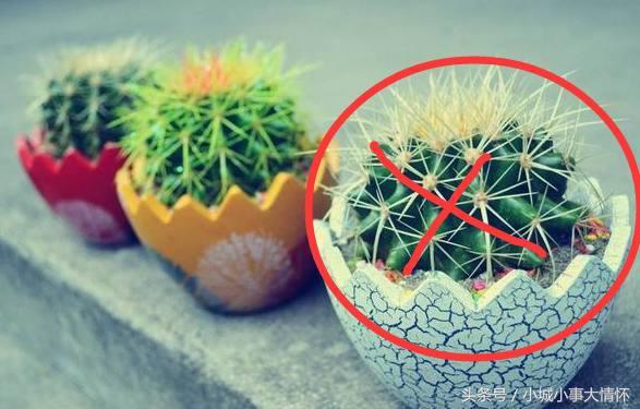 家里养蕨类植物风水不好吗（卧室养植物的风水介绍）