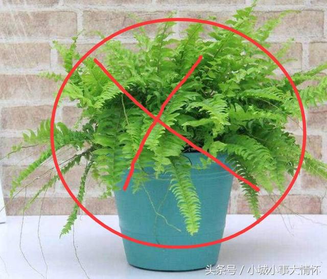 家里养蕨类植物风水不好吗（卧室养植物的风水介绍）