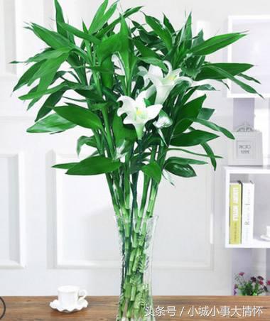家里养蕨类植物风水不好吗（卧室养植物的风水介绍）