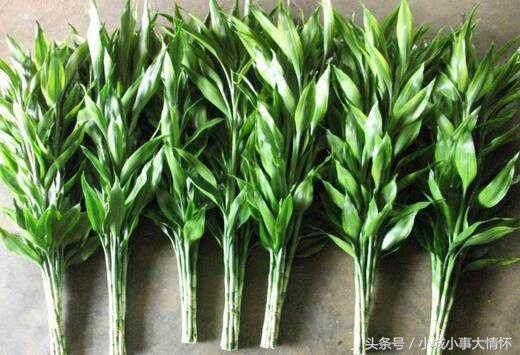 家里养蕨类植物风水不好吗（卧室养植物的风水介绍）