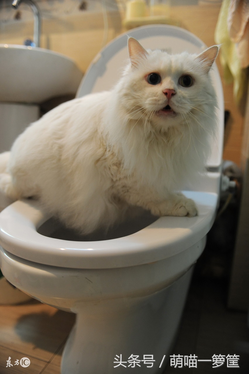 猫咪尿床不用怕，几个方法告诉你该怎么做！