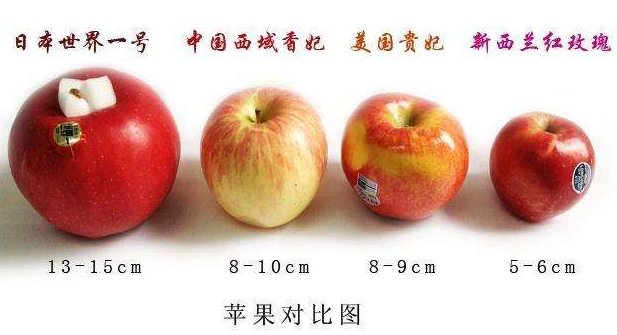 世界上最大的苹果有多大(图文讲解全球最大苹果种类)