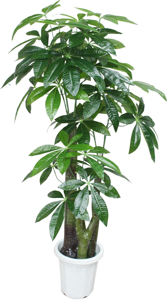 二,发财树夏季气温高,大概2-4天浇一次水即可,千万不能让花盆内积水