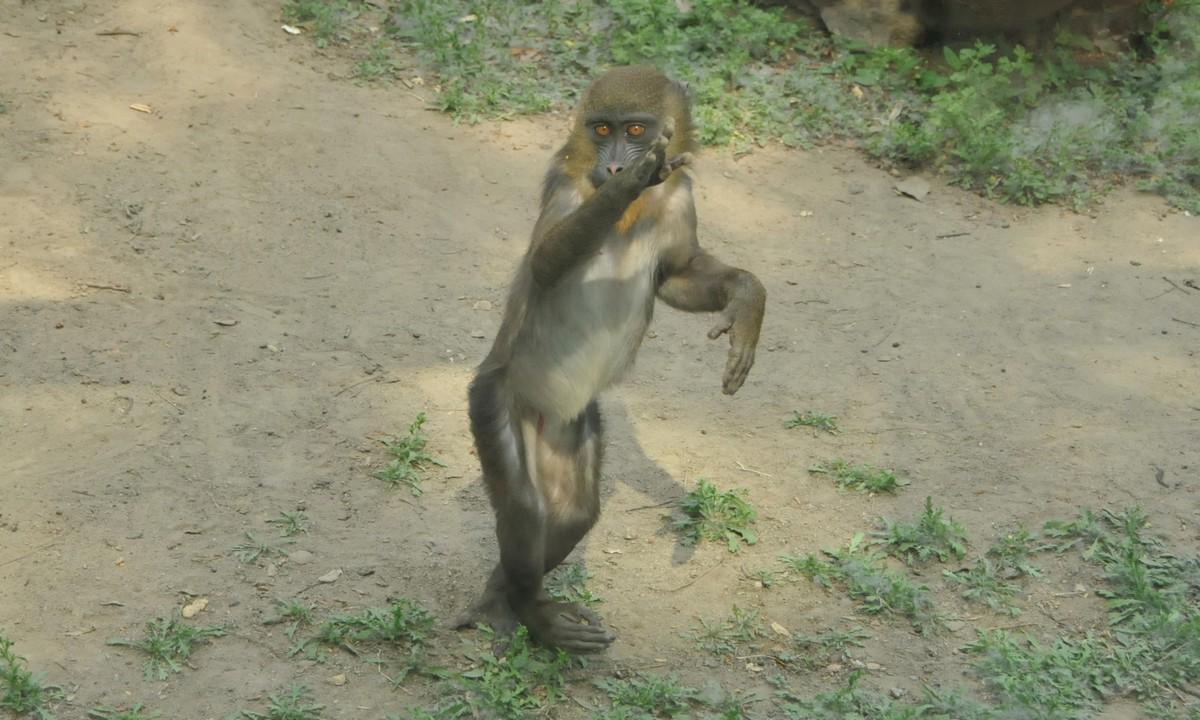功夫猴拳电影剧情「介绍」 _晶羽科技