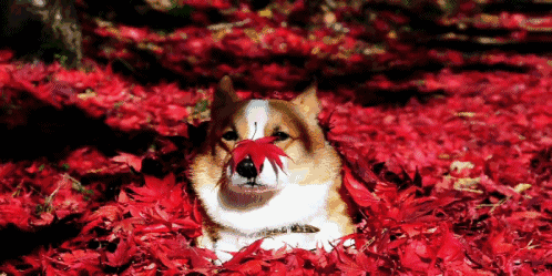498_249gif 动态图 动图