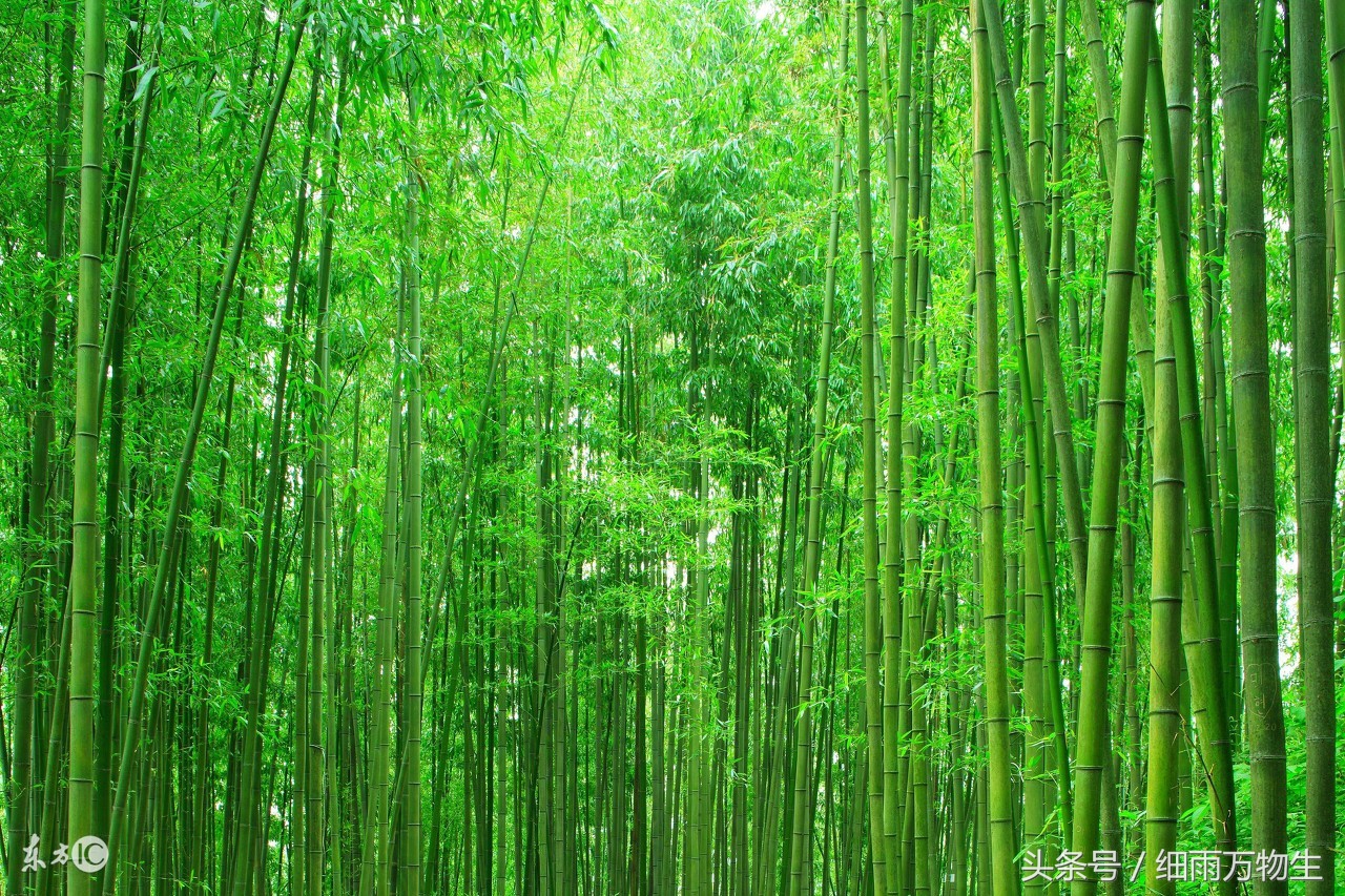 唯美梅兰菊竹——竹!