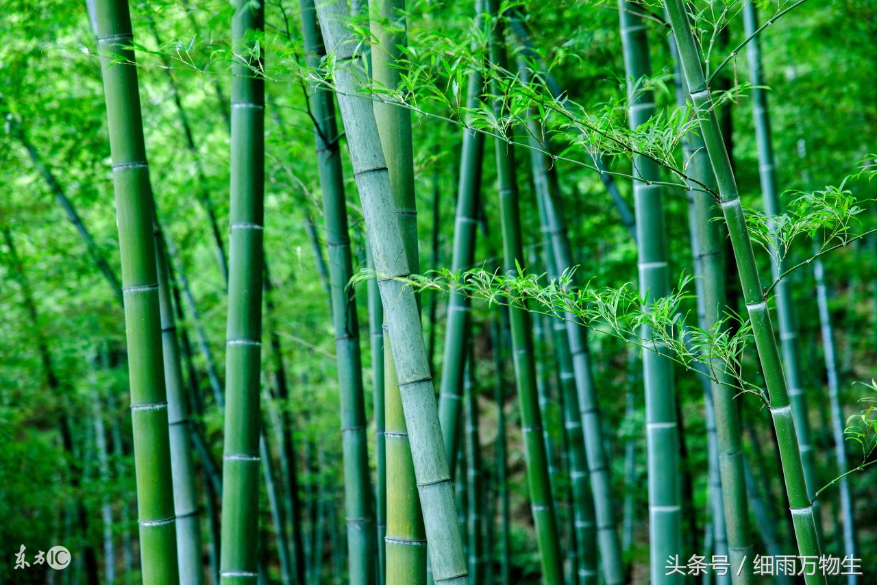 唯美梅兰菊竹——竹!