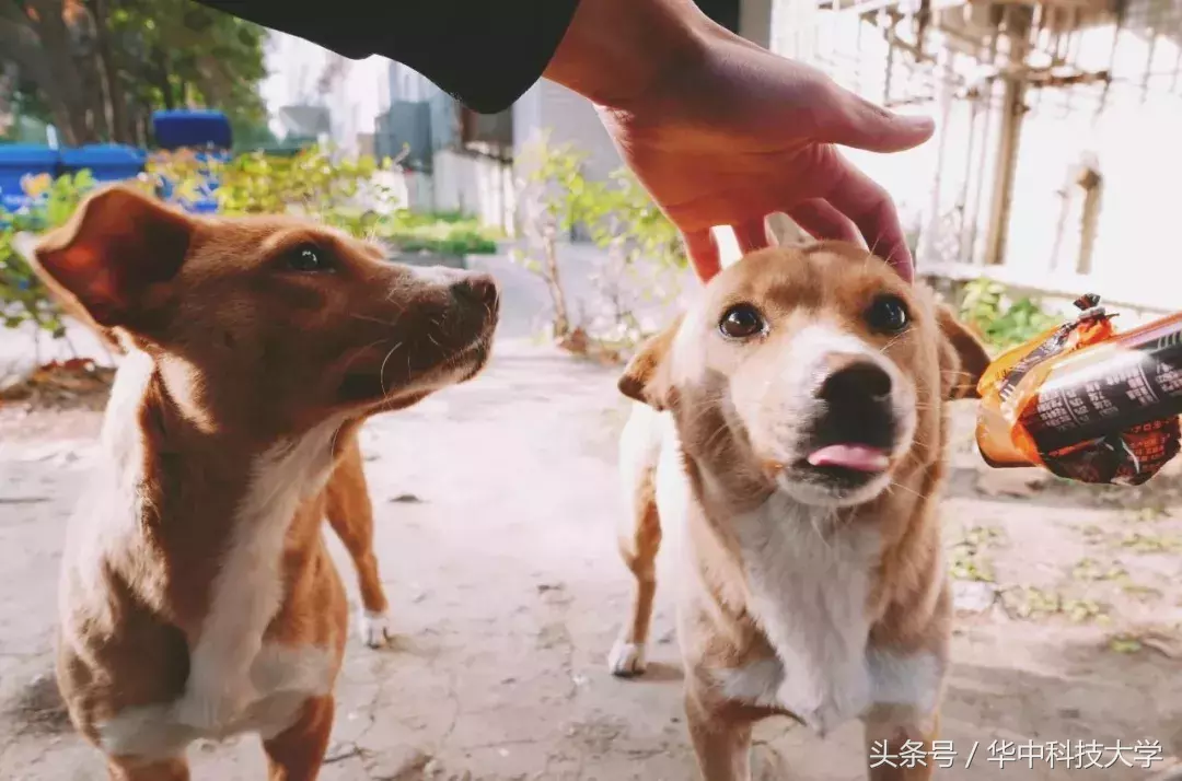 华中科技大学校园撷影｜致那些单纯的小温暖