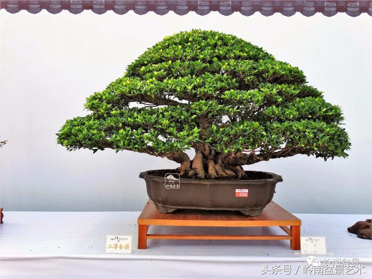 榕树盆景的另类玩法