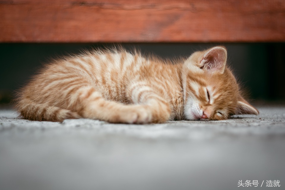 我们每天都需要睡觉，但你知道这是为什么吗？