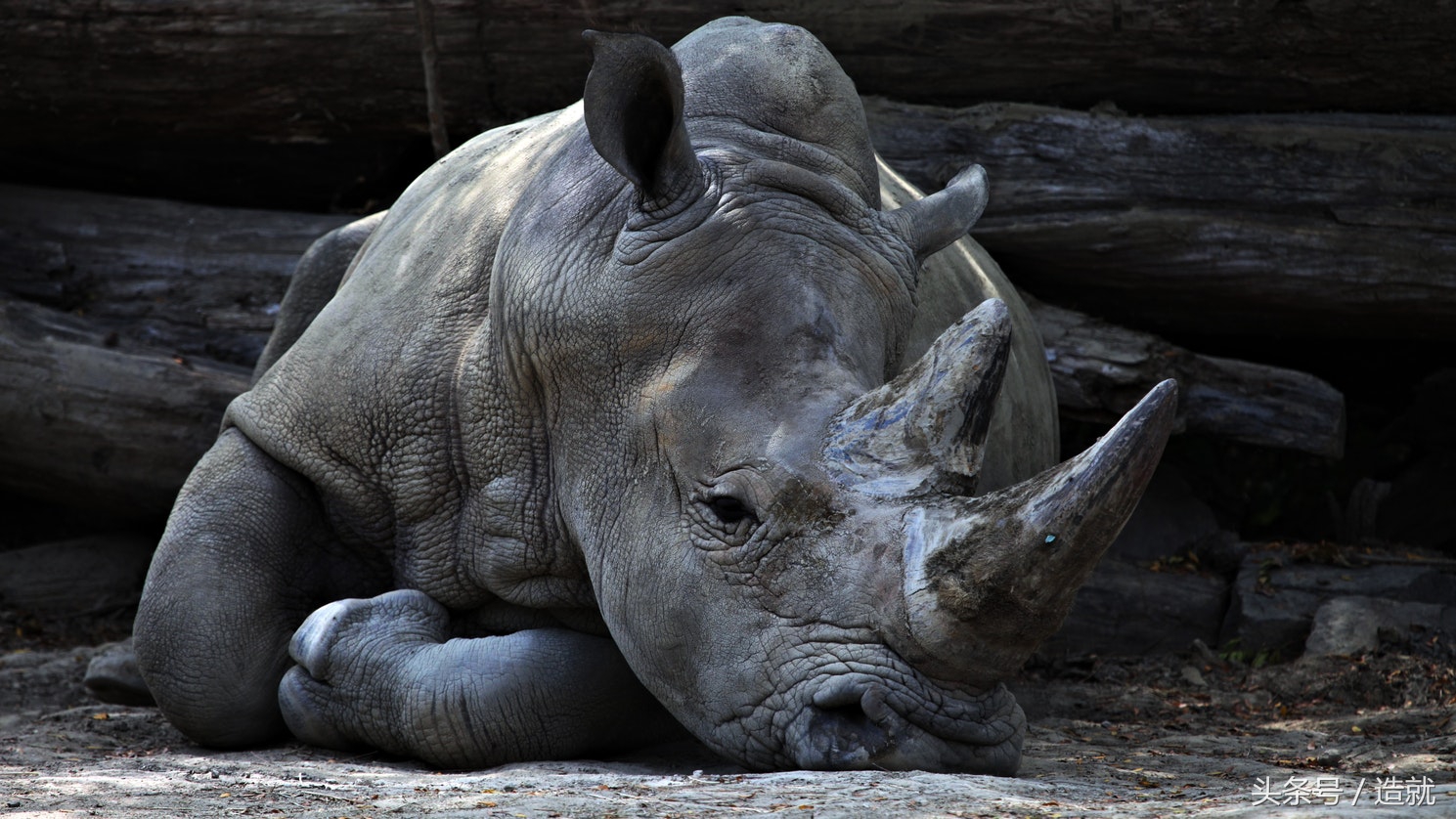 我们每天都需要睡觉，但你知道这是为什么吗？