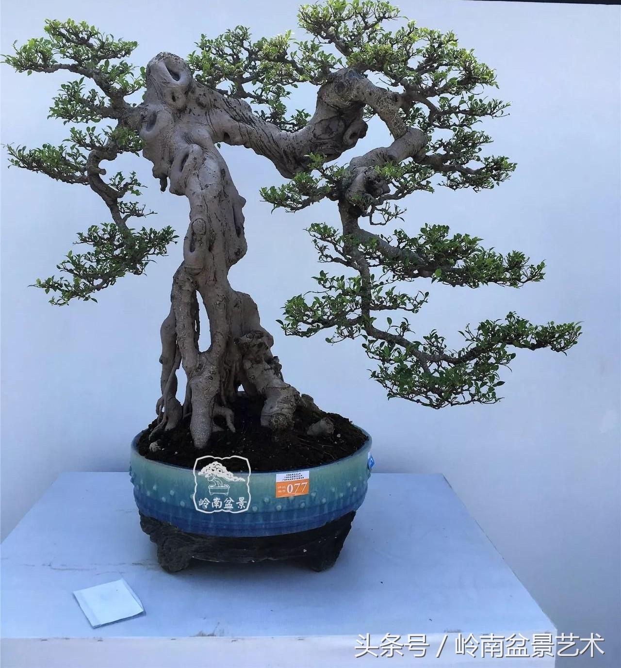 榕树盆景的另类玩法