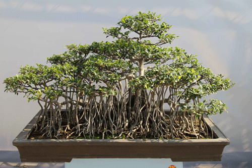 榕树盆景的另类玩法