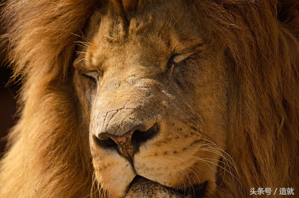 我们每天都需要睡觉，但你知道这是为什么吗？