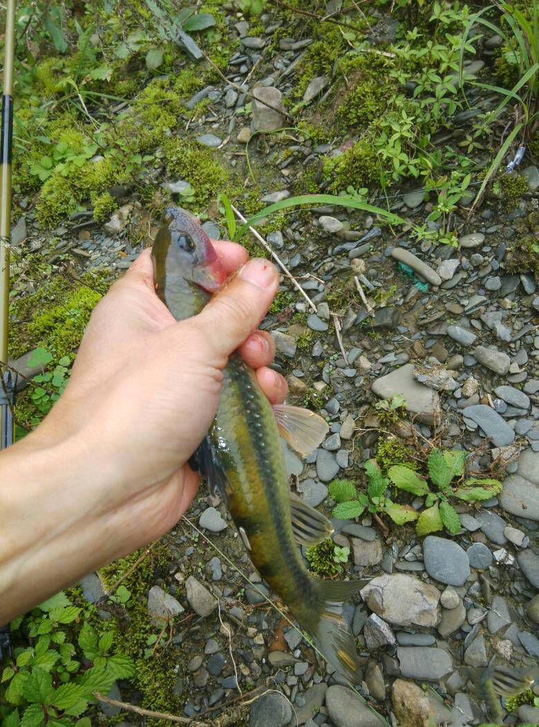 冬天溪水石斑鱼好钓吗,用什么鱼竿钓 _极限路亚