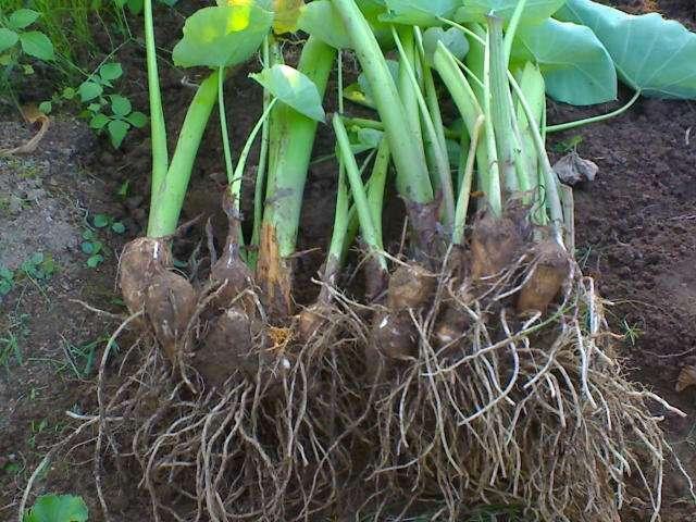 專家說:其實,我們吃的芋頭是天南星科芋屬植物芋 ( colocasia