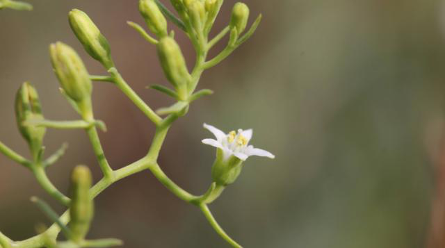 百蕊颗粒价格(小康说药)