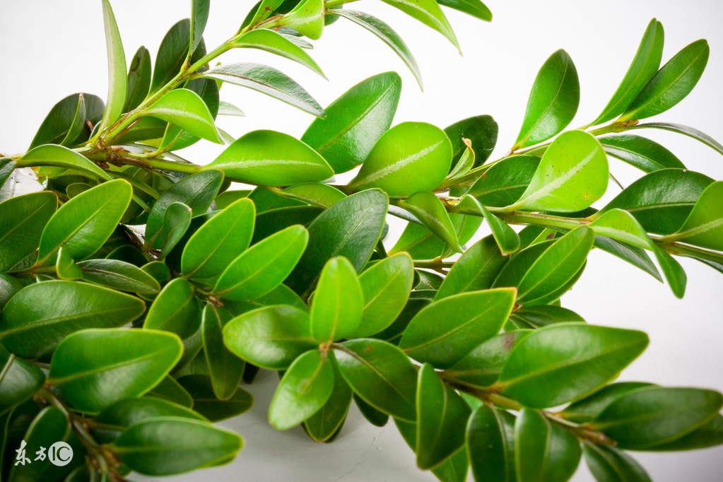 小叶黄杨木(小叶黄杨木的功效与作用) - 上海苗木信息网