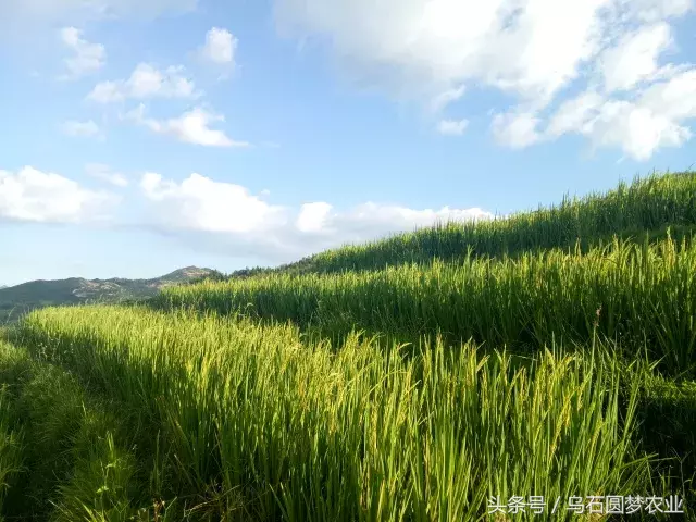 欢迎加入永春县“生态小农”协作发展计划