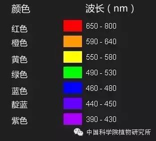 新知丨花儿为什么五颜六色？