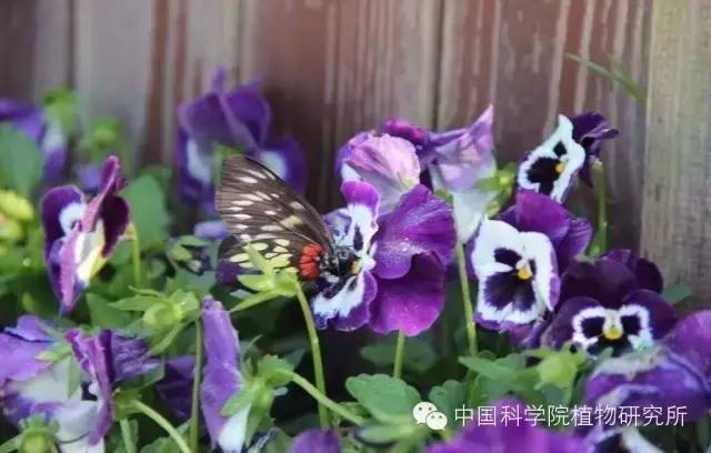 新知丨花儿为什么五颜六色？