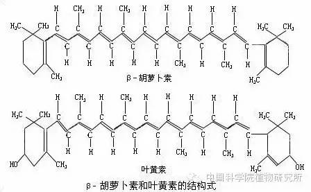 新知丨花儿为什么五颜六色？