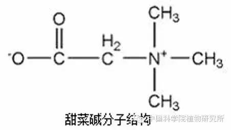 新知丨花儿为什么五颜六色？