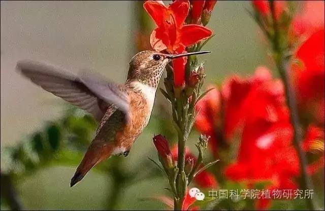 新知丨花儿为什么五颜六色？